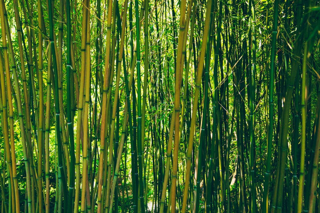 bamboo-828703 copy