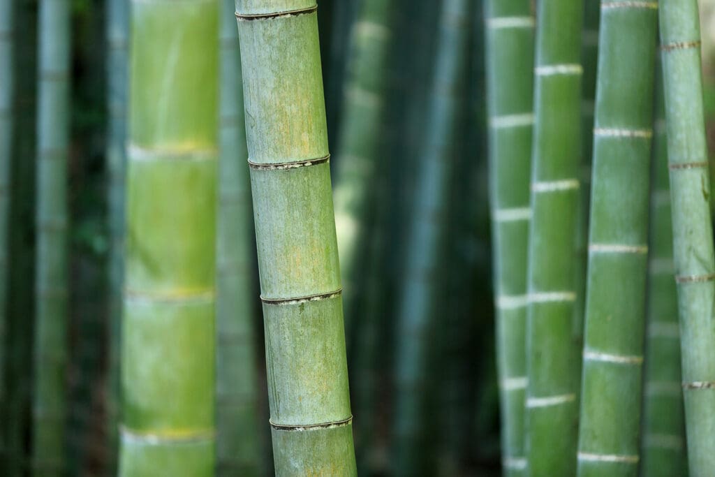 bamboo-919052